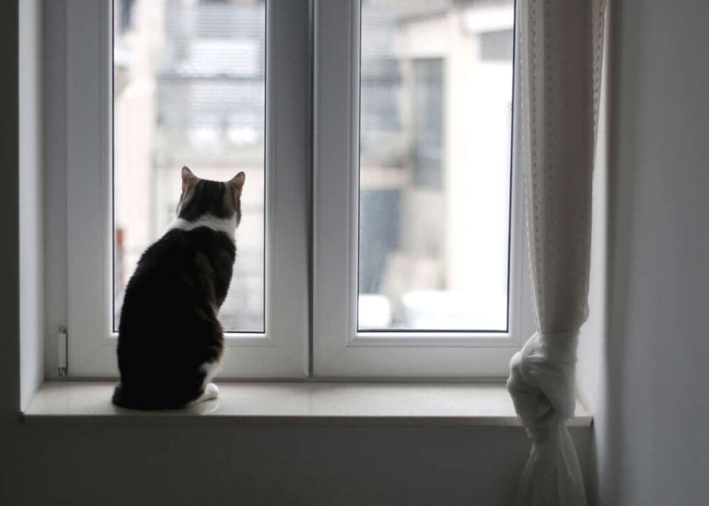 animali domestici e sistemi di allarme