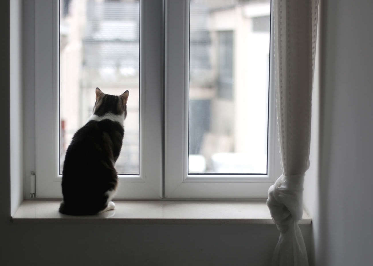 animali domestici e sistemi di allarme