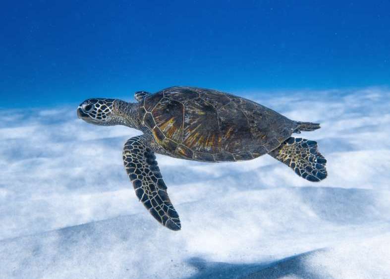 telecamere Hikvision per monitoraggio tartarughe Lampedusa