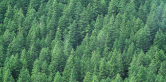 Sai cos’è la gestione forestale responsabile?