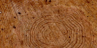 È stato pubblicato il Decreto di attuazione del regolamento UE 995/2010 (EUTR) È stato pubblicato il Decreto Legislativo n. 178 del 30 ottobre 2014 di attuazione del regolamento (CE) n. 2173/2005.