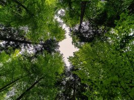 I consumatori non conoscono le vere cause della deforestazione