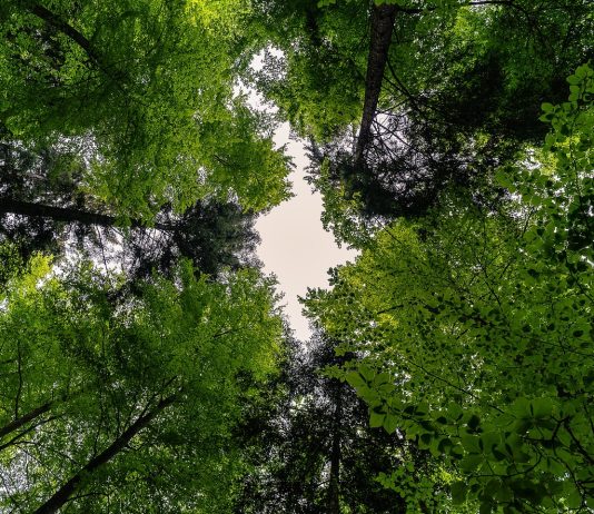 I consumatori non conoscono le vere cause della deforestazione