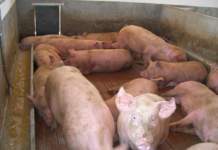 misure straordinarie