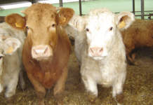 Assocarni: «Bene le misure previste dal ddl Coltiva Italia» Assocarni