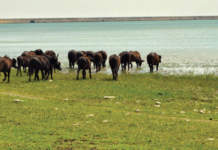 carrino