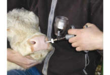 Ue, l’Animal health law supera l’esame, ma servono più prevenzione, vaccini e sostegni vaccinazione