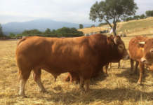 allevatori
