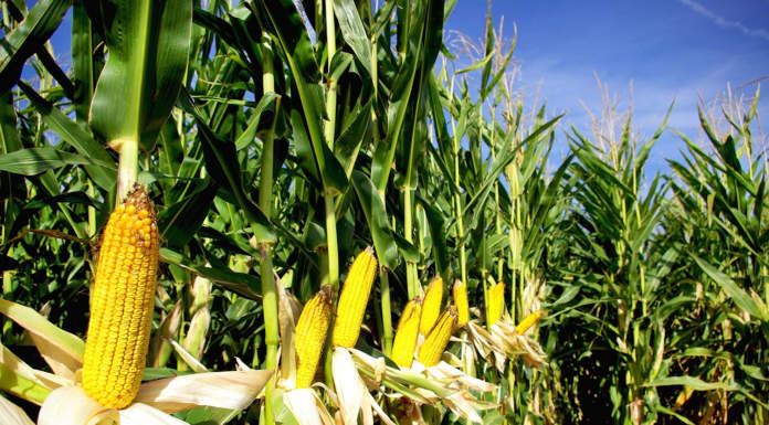 Urea, confermato il divieto nel bacino padano dal 1° gennaio 2028 mais