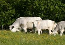 Pascoli, nuovi criteri per il loro mantenimento