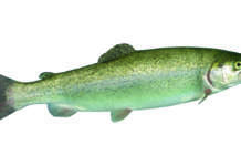 Api-Confagricoltura: qualità e sostenibilità dell’acquacoltura made in Italy