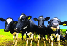 Regolamento sul biologico, le norme per la zootecnia biologico