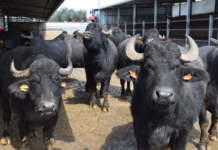 fiera Caserta Sud