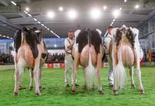 Fiera di Montichiari