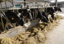 Alimentazione delle bovine da latte, così per gli allevamenti del Grana padano grana padano