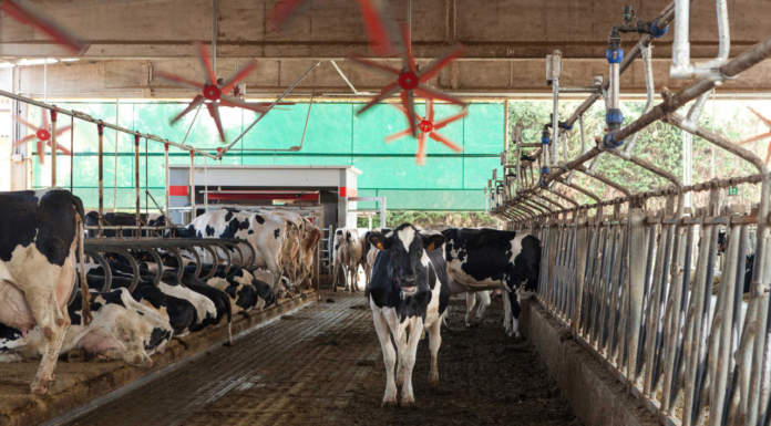 Puglia, prezzo del latte: accordo a 0,51 euro al litro Puglia