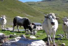 carne e sostenibilità