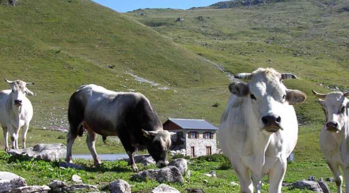 carne e sostenibilità