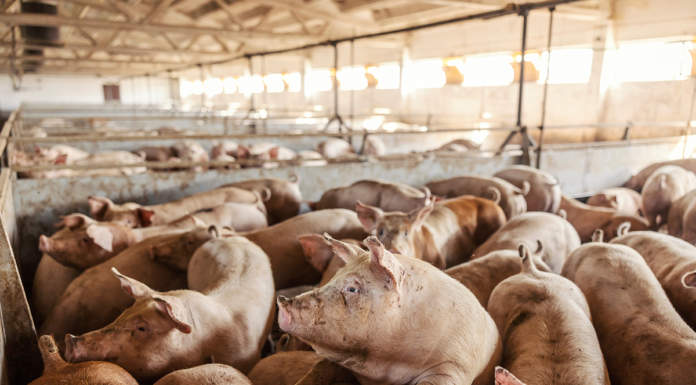 Suinicoltura in difficoltà, Psa, mercati chiusi e costi in aumento suinicoltura