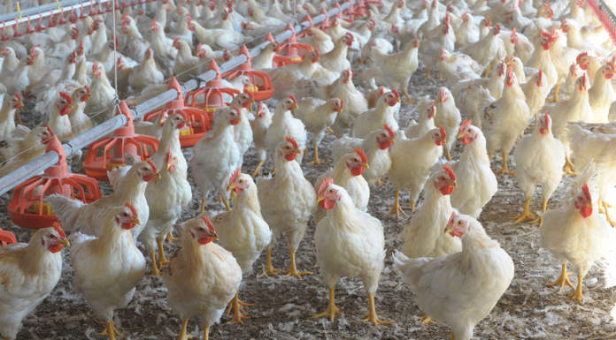 Masaf, al via i tavoli di lavoro del settore cunicolo e avicolo tavoli