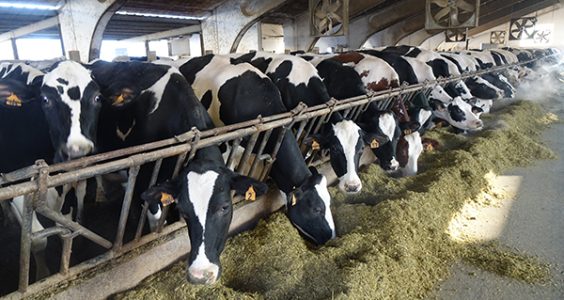 2_bovine-Cap-Cremona_DSC03121
