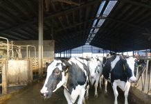 In arrivo un nuovo decreto sulla formazione degli operatori del settore zootecnico formazione