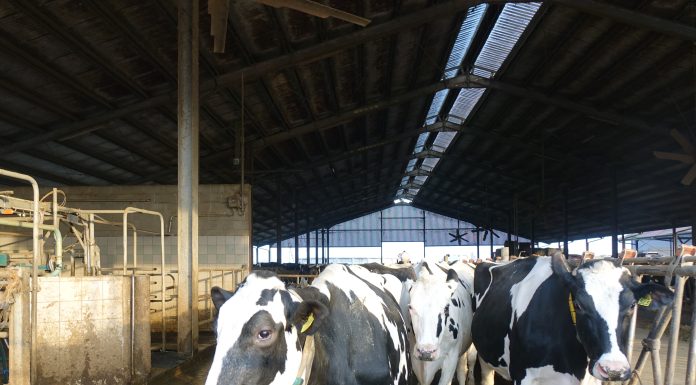 In arrivo un nuovo decreto sulla formazione degli operatori del settore zootecnico formazione