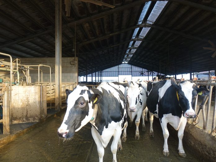 lestalledi_capcremona_21_2024_foto9 formazione