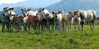gruppo