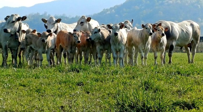 gruppo