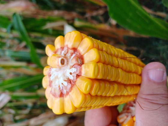 Foto 2 - La comparsa di uno strato nero alla sommità della cariosside indica che un ulteriore accumulo di amido non è più possibile, poiché i fasci vascolari hanno perso la loro funzionalità. Il raggiungimento di questo stadio indica che si è arrivati alla massima quantità di amido producibile