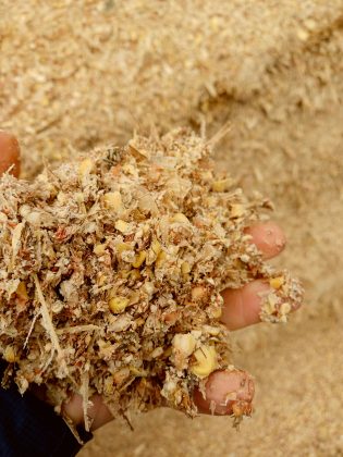 Foto 3 e foto 4 - Quando si trincia per produrre il pastone di spiga occorre controllare che le cariossidi vengano macinate perfettamente e la granulometria del prodotto risulti fine e omogenea. Anche per il silomais occorre un controllo accurato della rottura delle granelle