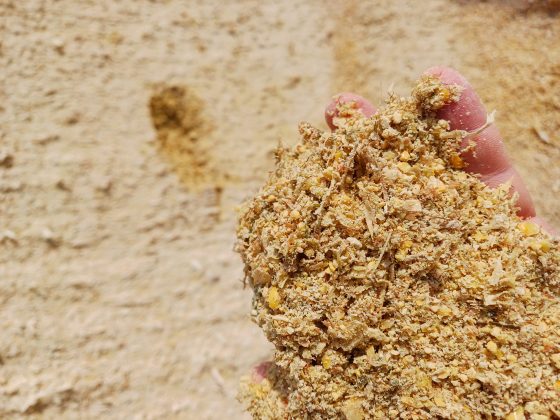 Foto 3 e foto 4 - Quando si trincia per produrre il pastone di spiga occorre controllare che le cariossidi vengano macinate perfettamente e la granulometria del prodotto risulti fine e omogenea. Anche per il silomais occorre un controllo accurato della rottura delle granelle