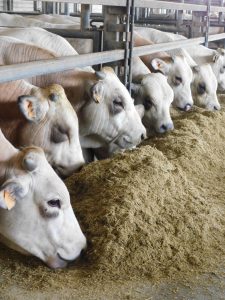 Bovini da carne in corsia di alimentazione