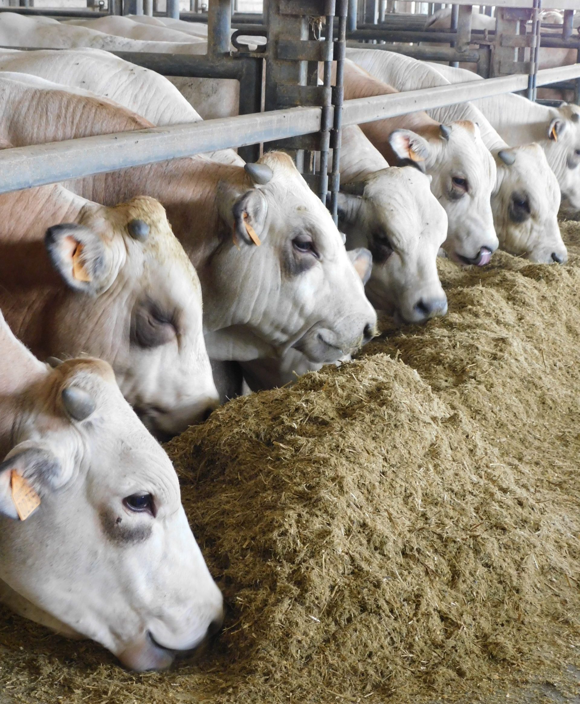 Bovini da carne in corsia di alimentazione