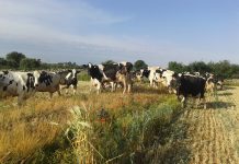 Agrilevante