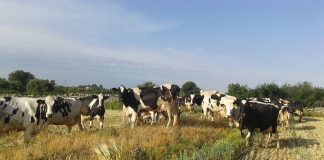 Agrilevante