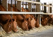 Zootecnia da carne nel convegno a Cremona il 28 novembre, ore 14