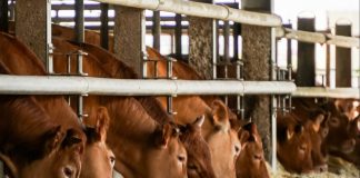 Zootecnia da carne nel convegno a Cremona il 28 novembre, ore 14