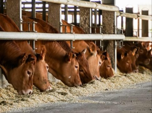 Zootecnia da carne nel convegno a Cremona il 28 novembre, ore 14