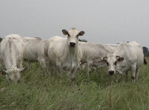 vacche nutrici