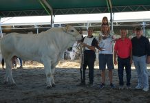 Chianina