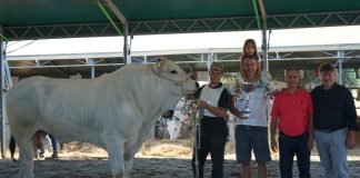 Chianina