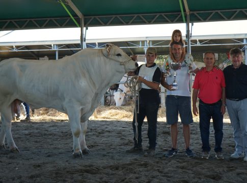 Chianina