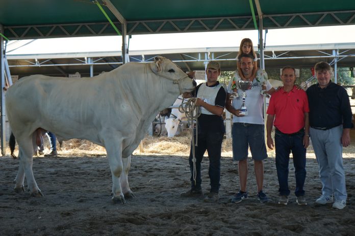 Chianina