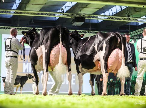 Webinar a Fieragricola martedì 18 novembre “Verso il Dairy Show” Fieragricola