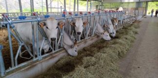 Marchesin, Aop Italia Zootecnica: «Basta premi a pioggia per aumentare i capi da ristallo»