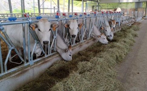 Marchesin, Aop Italia Zootecnica: «Basta premi a pioggia per aumentare i capi da ristallo»