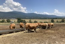 Zootecnia da carne nel secondo convegno IZ alla Fiera di Cremona il 28 novembre, ore 14 Zootecnia da carne