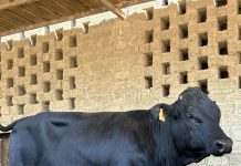 Webinar a Fieragricola giovedì 18 dicembre 2025 su “Alleanza carne-latte” Fieragricola